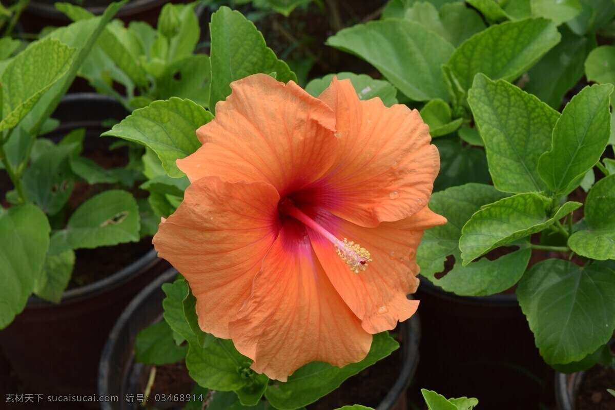 美丽的扶桑花 扶桑花 鲜花 花语 花卉 花之物语 花朵 漂亮的鲜花 美丽的花朵 红色花朵 花瓣 生物世界 花草