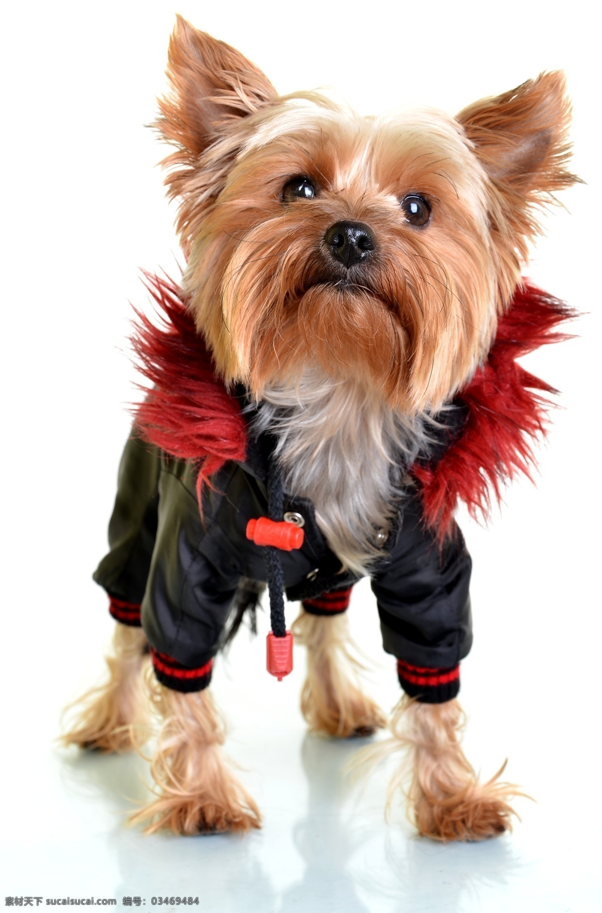 可爱宠物狗 小狗 可爱小狗 狗狗 动物摄影 宠物 动物世界 犬 陆地动物 生物世界 白色