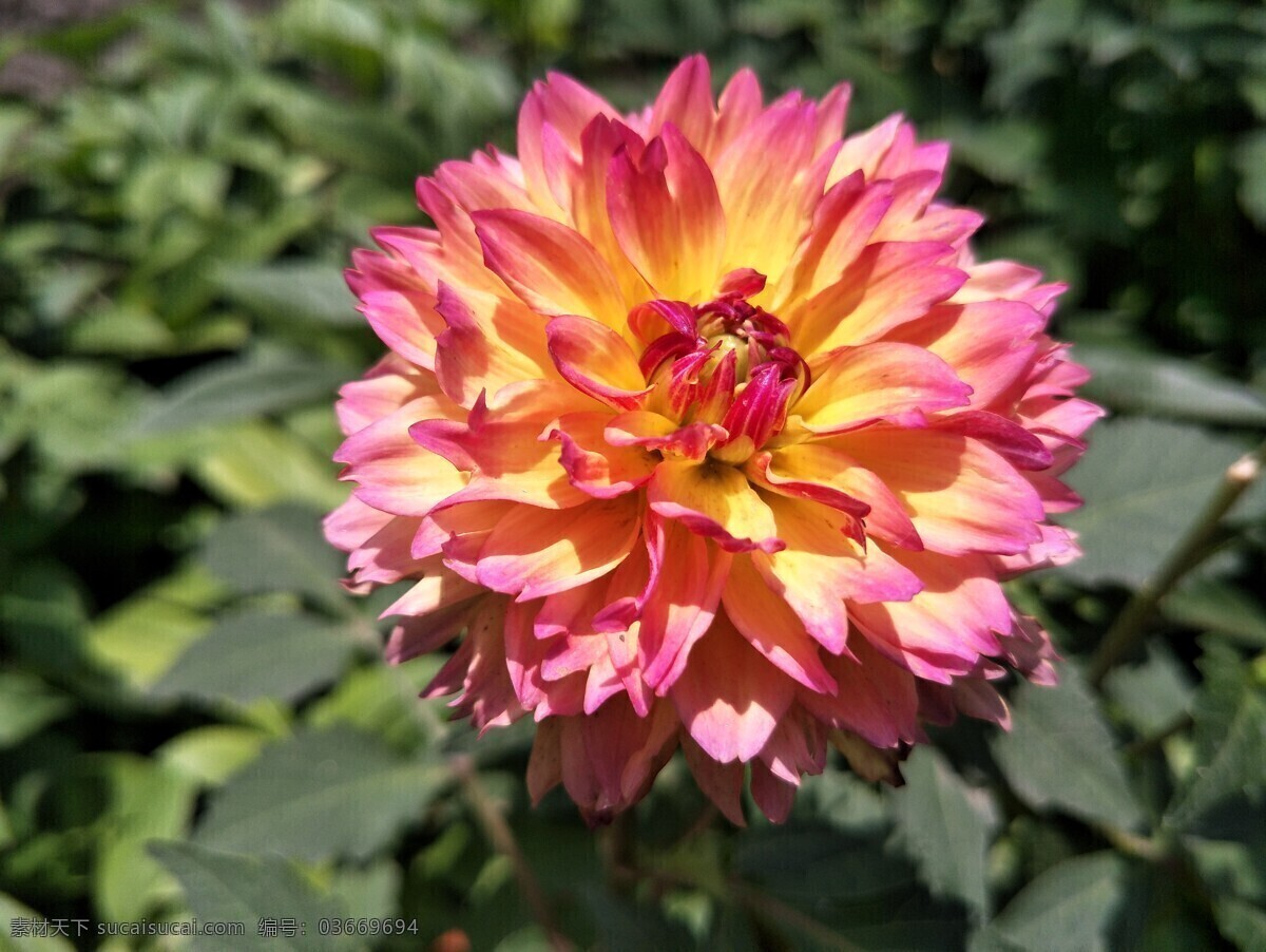 小丽花 橙色花 花朵 鲜花 花草 盛开 植物 花卉 绿叶 生物世界 菊花