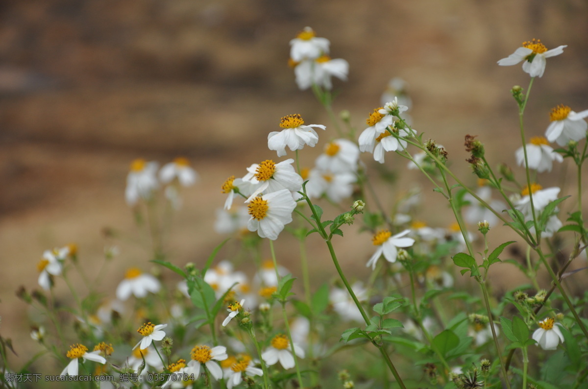 野 菊花 春天 风景 花草 美图 生物世界 踏春 野菊花 psd源文件