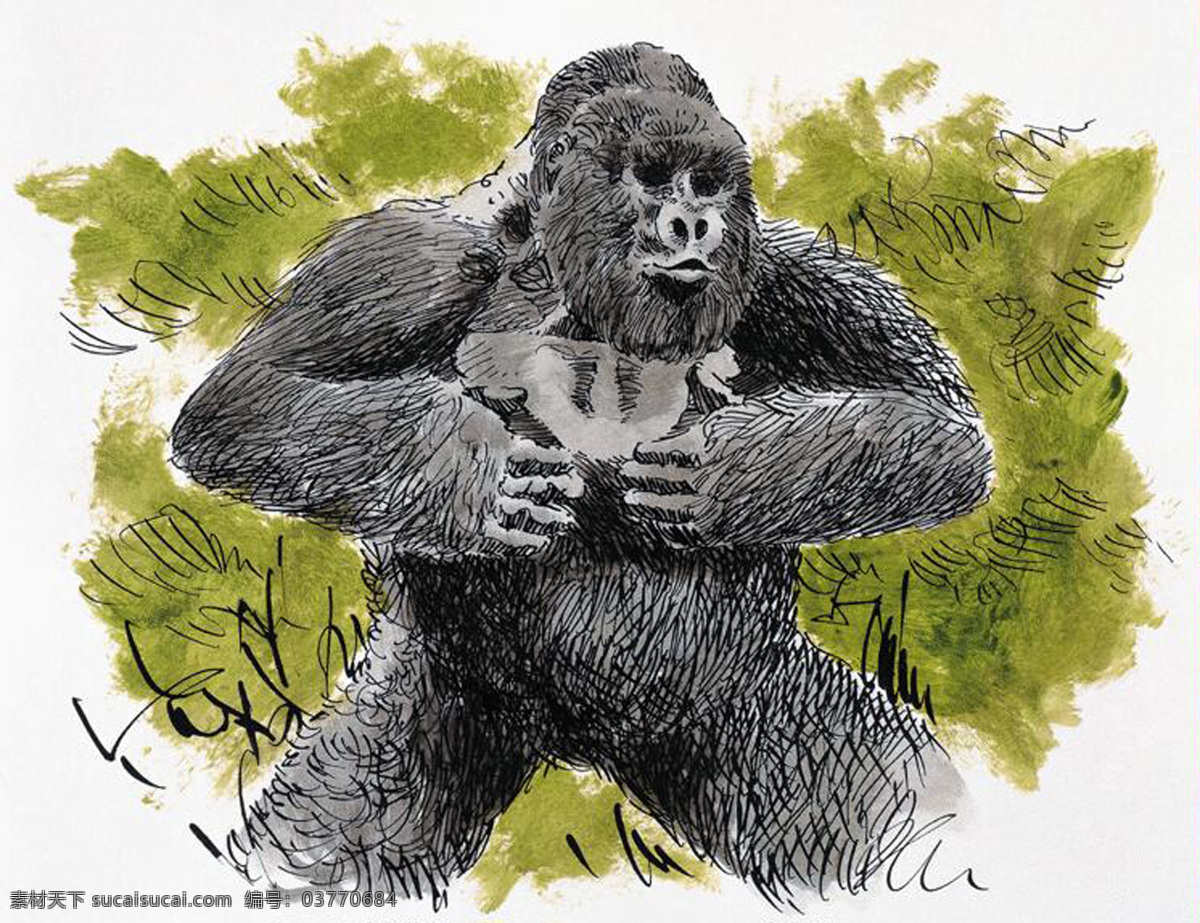 大猩猩 灵长动物 动物插图31 设计素材 其它动物 动物插图 书画美术 白色