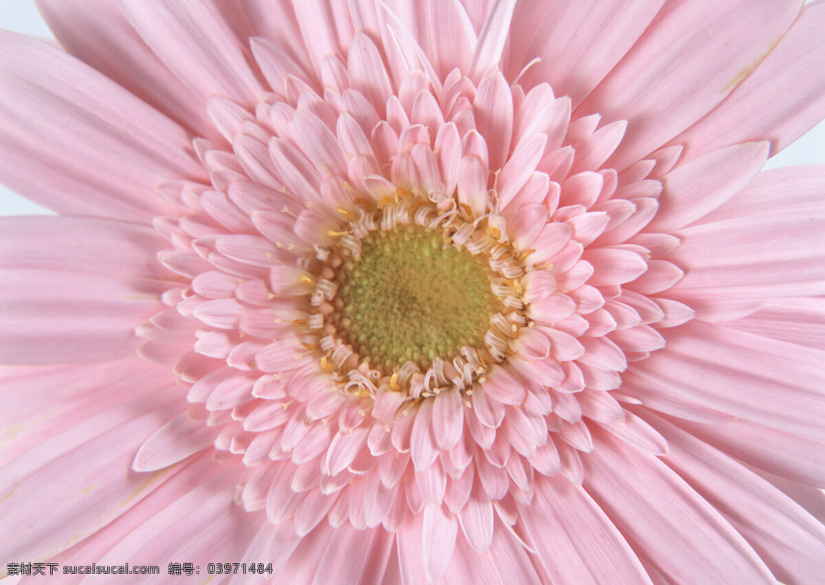 花朵免费下载 百花争艳 插花艺术 高清花朵 花 花朵 花朵花束 浪漫花朵 玫瑰 情人节花 水珠 鲜花装饰 鲜花 节日素材 情人节七夕