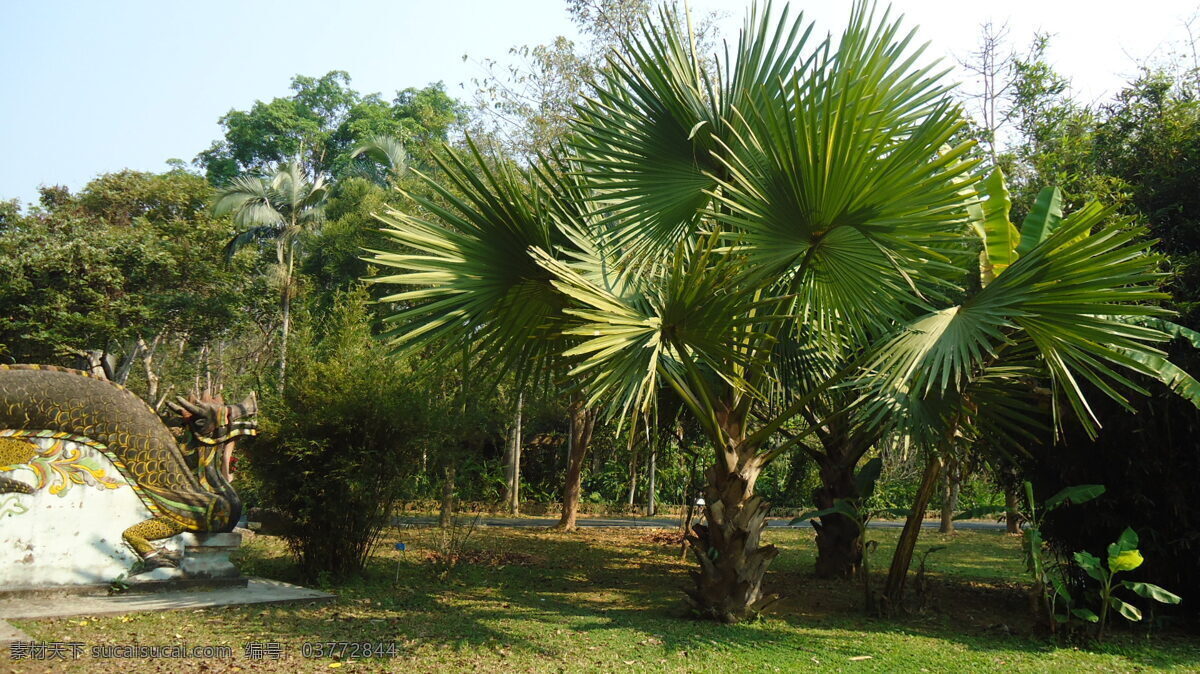 棕榈树 热带 热带雨林 云南 西双版纳 幼苗 田园 美图 树木树叶 生物世界 四季风光 自然风景 自然景观
