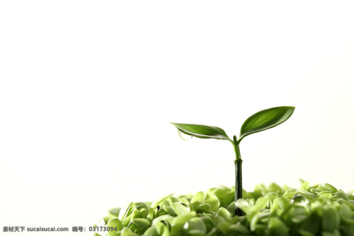 单株 幼苗 植物 绿色 健康 成长 希望 清新 出土 新生 象征 种子 茁状成长 向上 破土 发芽 花草树木 生物世界