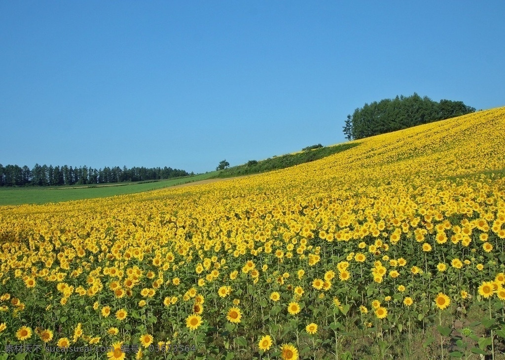 黄色菊花遍地 平原 黄色 菊花 风景 自然风景 自然景观