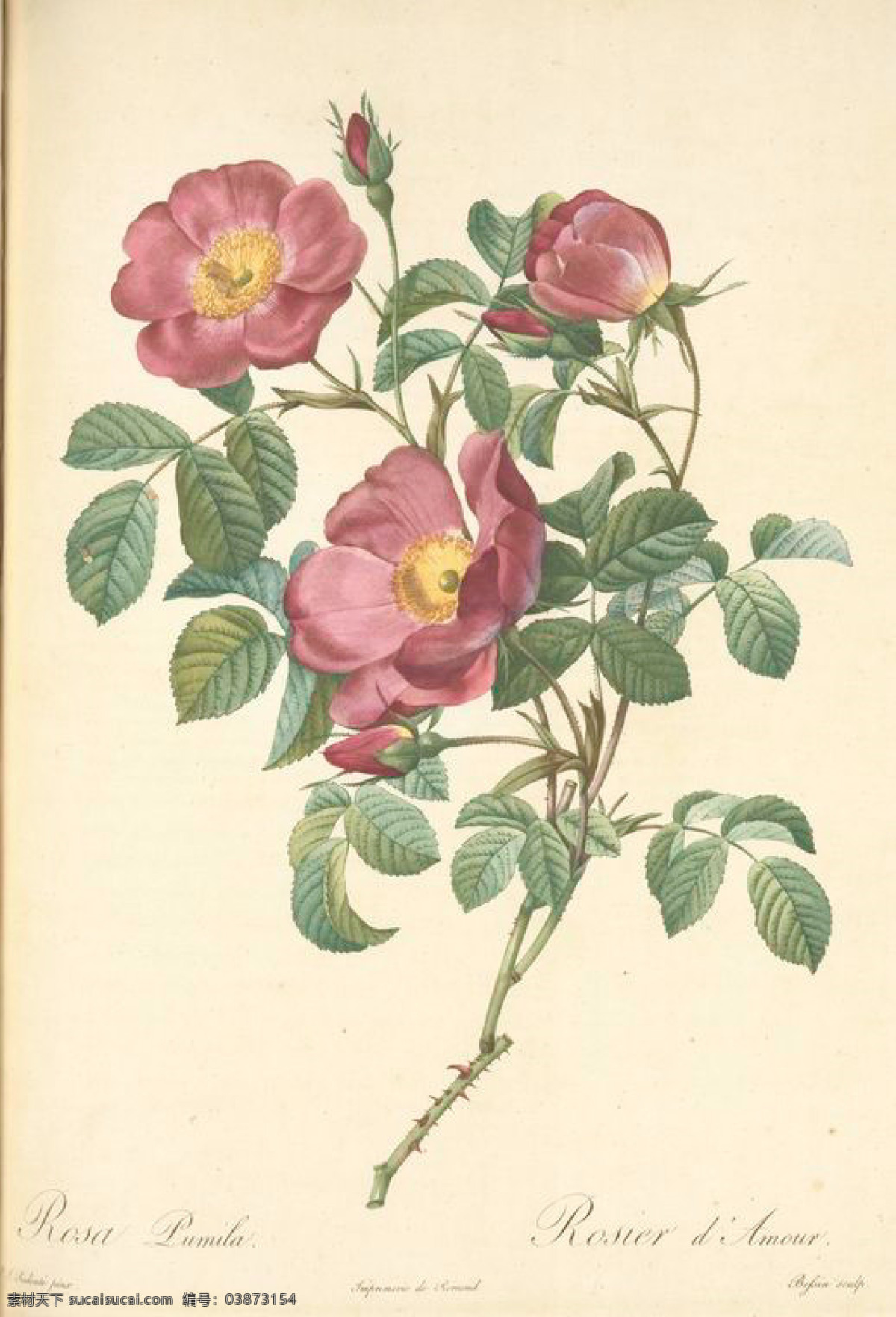 法国 复古 油画 花 花卉 玫瑰 艺术名画 植物图 文化艺术