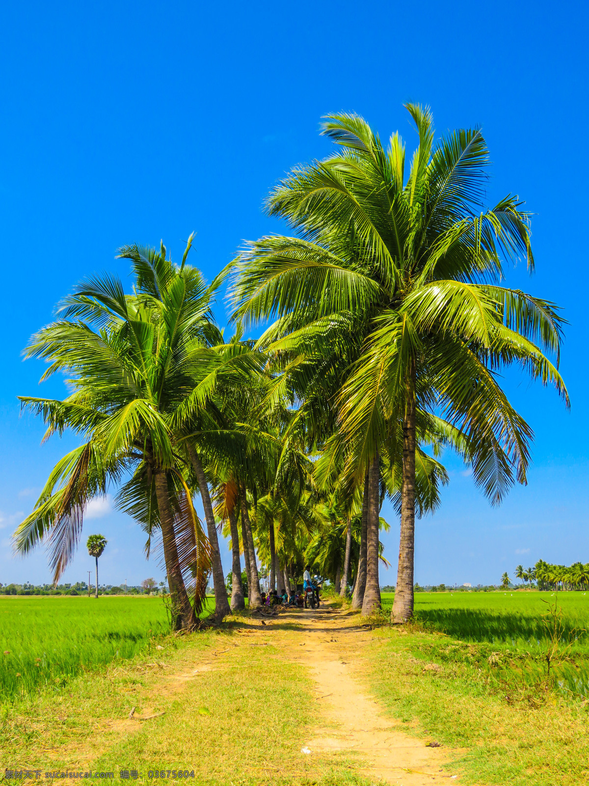 热带风景 热带 椰树 棕榈树 小路 蓝天 晴朗 绿树 国外 高清 旅游摄影 国外旅游