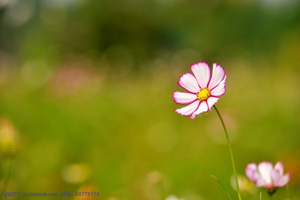 逆光的格桑花 格桑花 波斯菊 秋英 格桑梅朵 逆光 高调风格 生物世界 花草