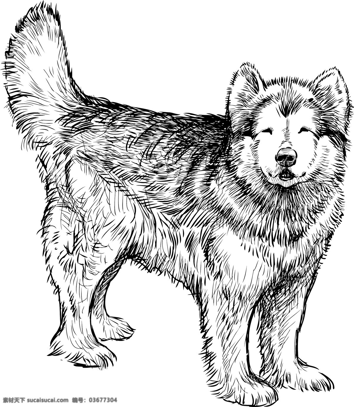 素描 士奇 狗 插画 手绘 动物 哈士奇 狗狗