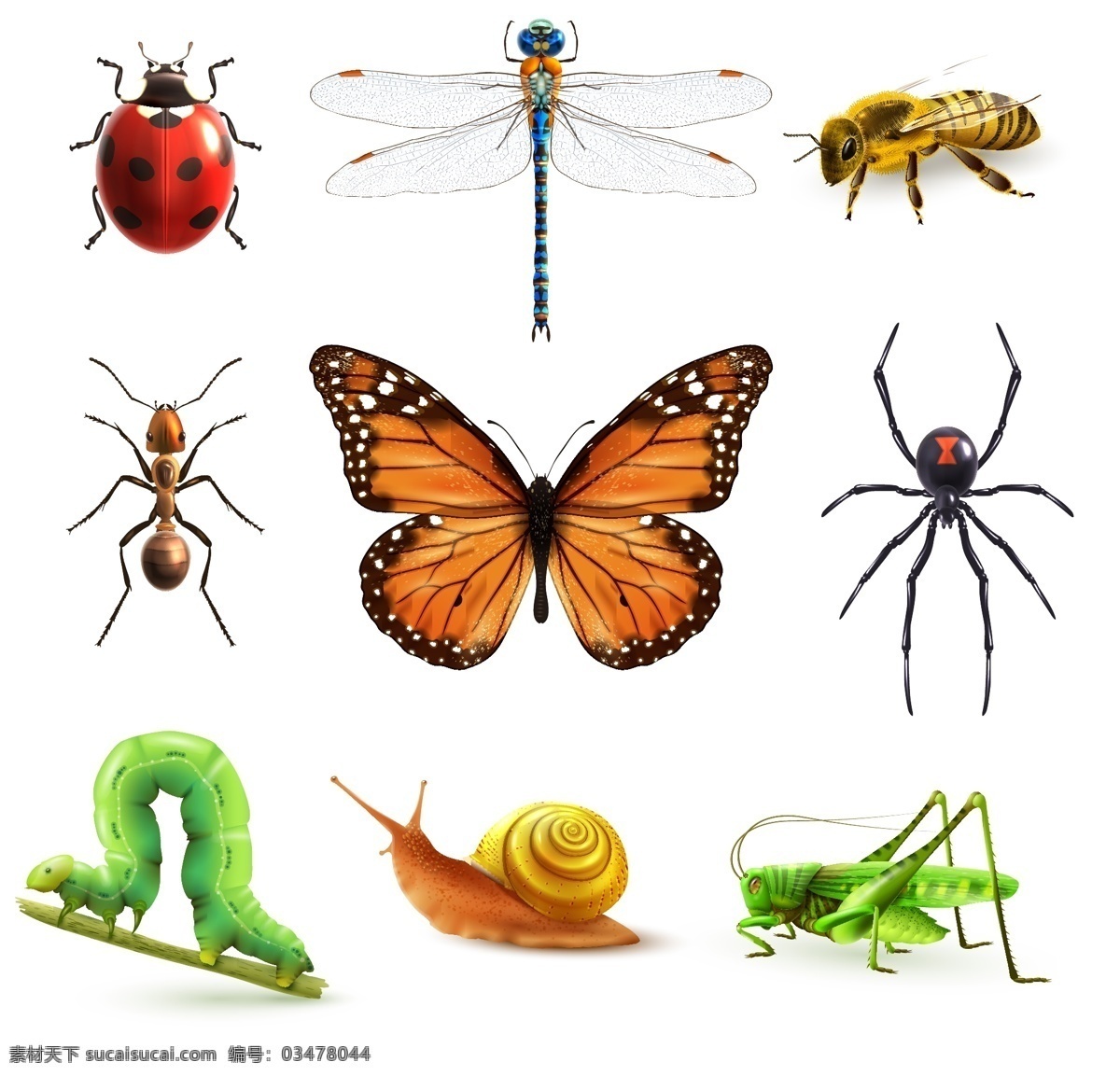 昆虫 矢量 瓢虫 蜻蜓 蜜蜂 蚂蚁 蝴蝶 蜘蛛 高清图片