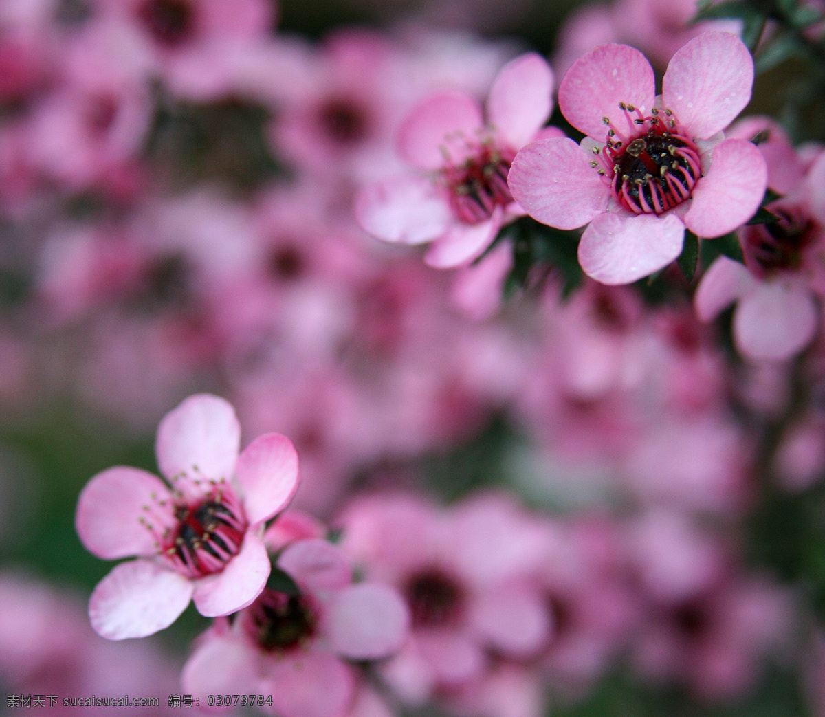 麦卢卡花 新西兰 蜜蜂 粉红色 花朵 花卉 花丛 花草 生物世界