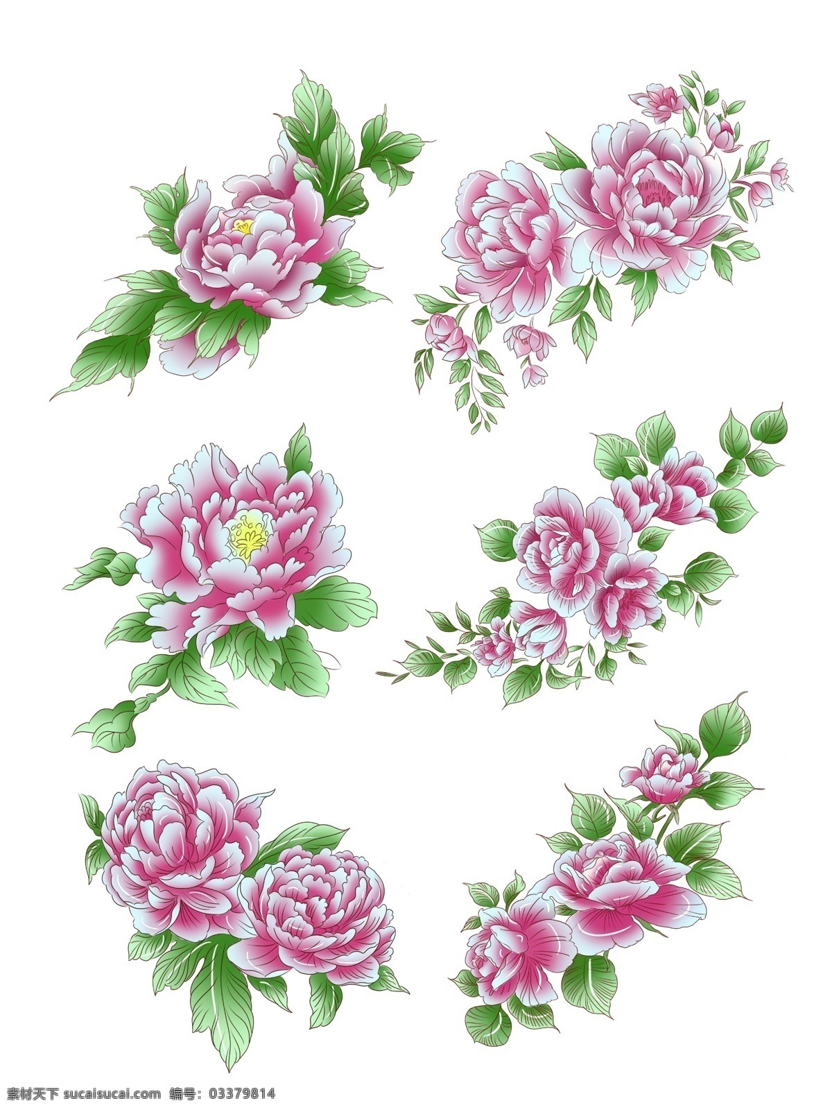 手绘 植物 粉红色 牡丹花 手绘花 手绘植物 粉红 手绘牡丹 粉红牡丹