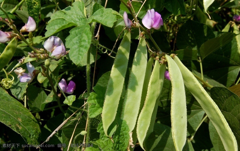 扁豆 秋季蔬菜 扁豆开花 扁豆荚 农家菜 蔬菜 生物世界