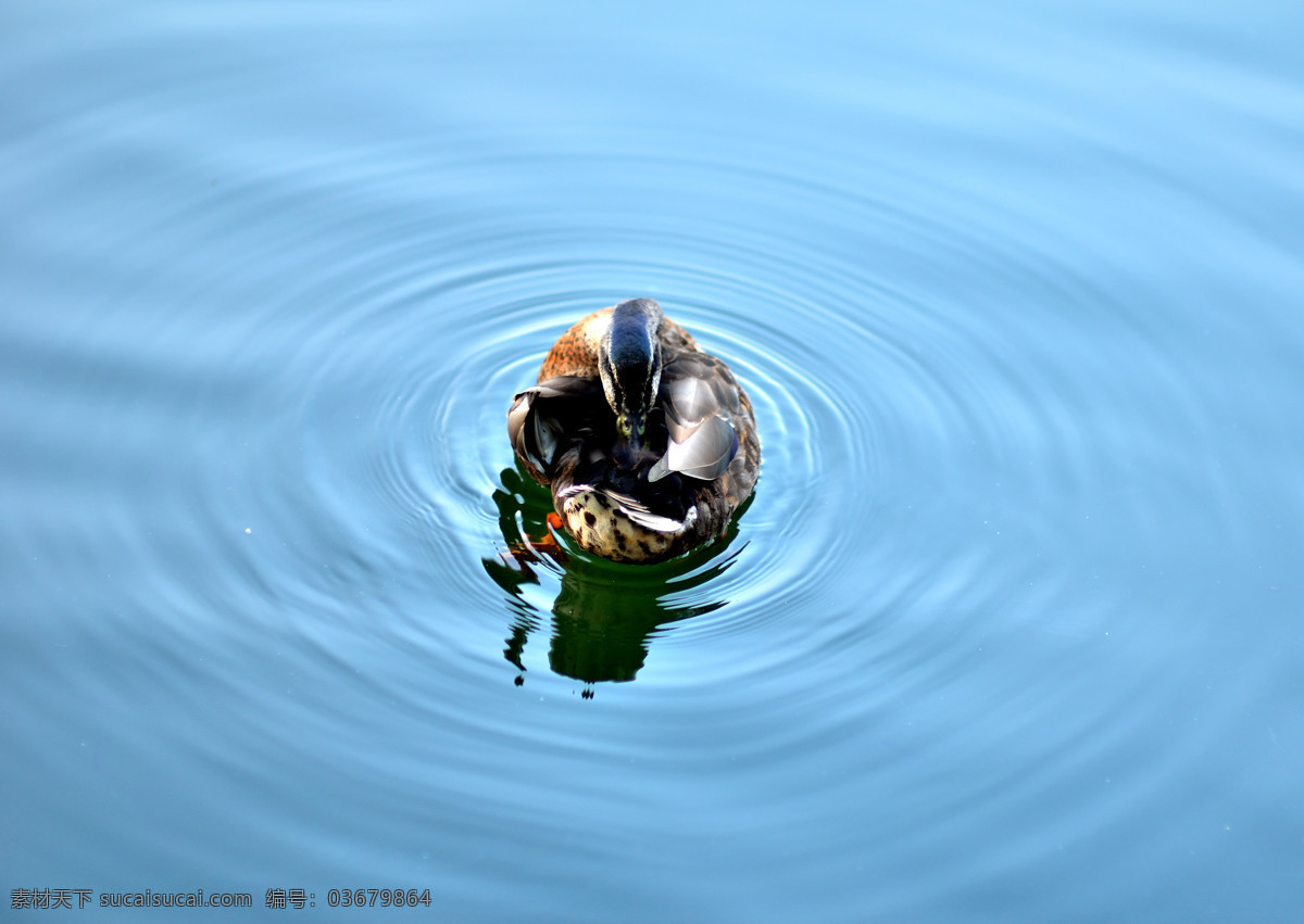 野鸭 什刹海 挠痒痒 游泳 一只 生物世界 鸟类 青色 天蓝色