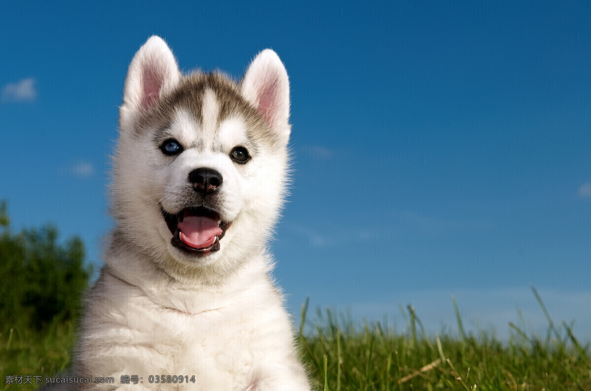 哈士奇 西伯利亚 雪橇犬 动物 宠物 家禽家畜 生物世界
