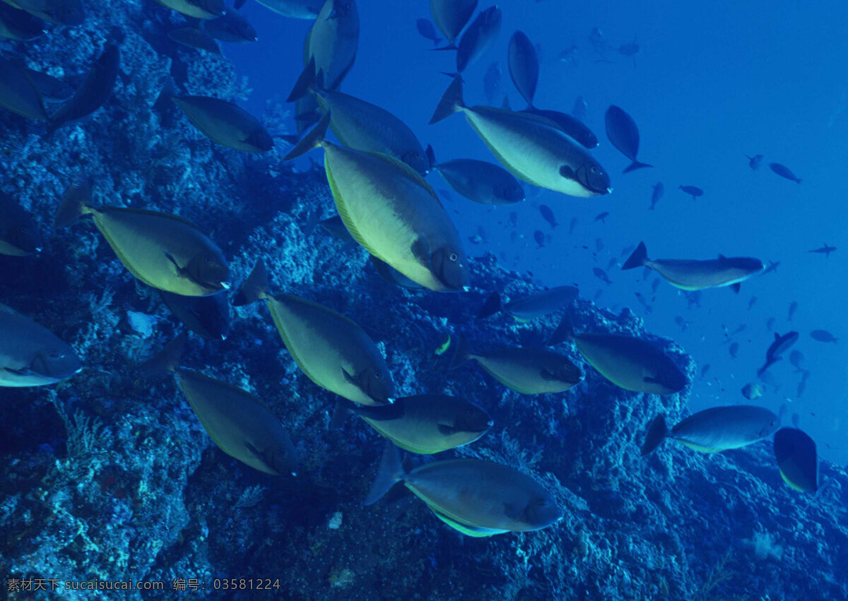 高清 鱼类 片 海洋 摄影图 生物 生物世界