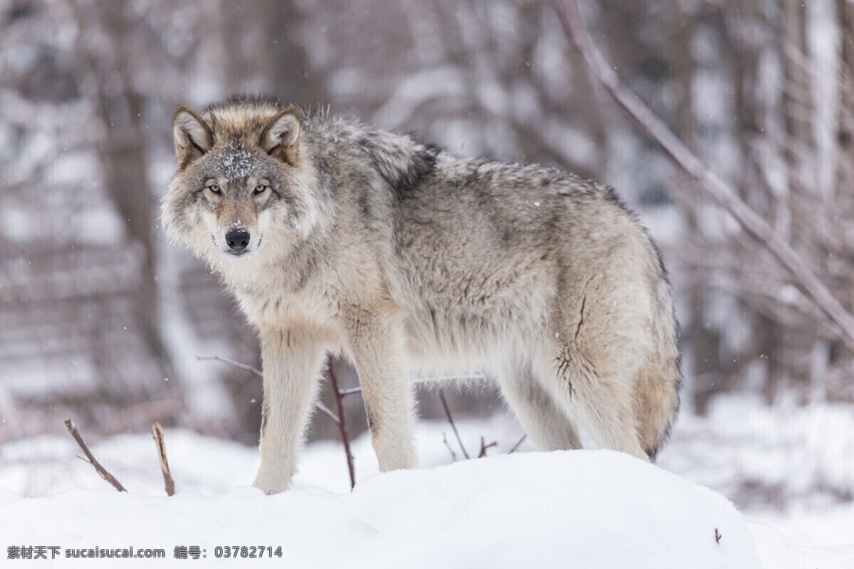 唯美 动物 可爱 狼 野狼 雪狼 凶猛野狼 可爱野狼 生物世界 野生动物