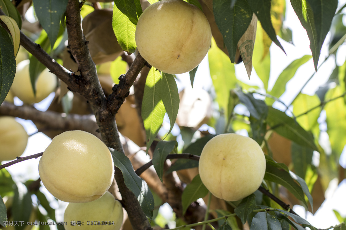 白桃 黄桃 桃子摄影 水果 夏天 生物世界