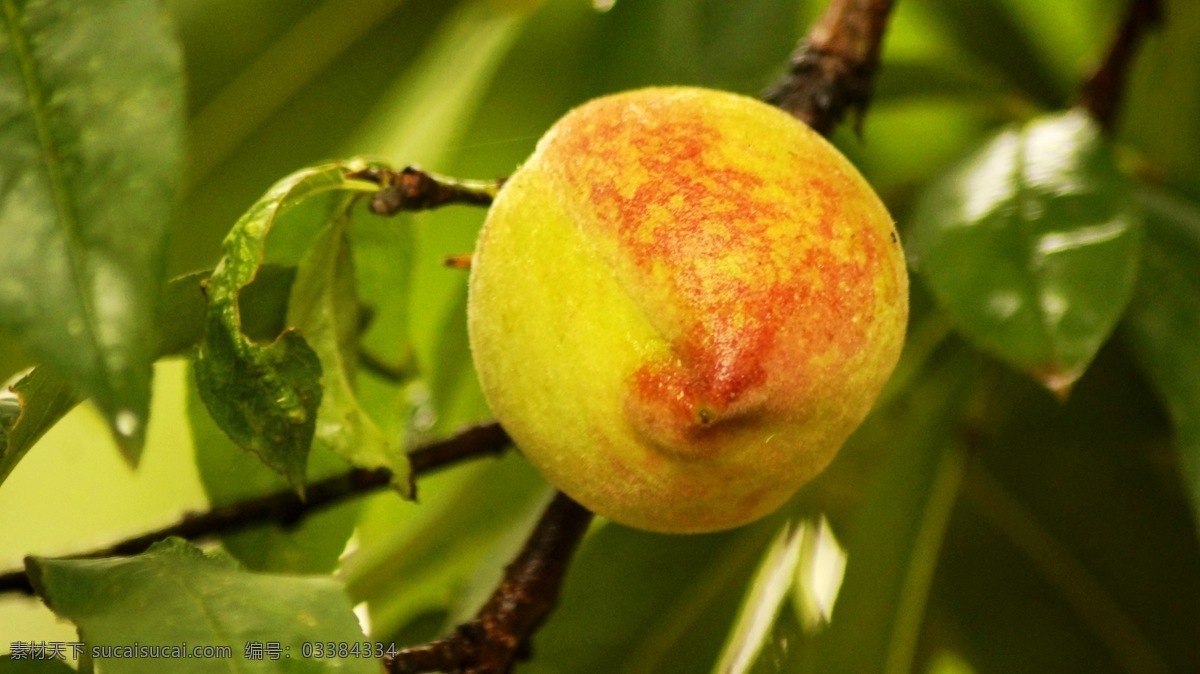 桃子 桃李 桃树 果树 水果 鲜果 生物世界 黄色