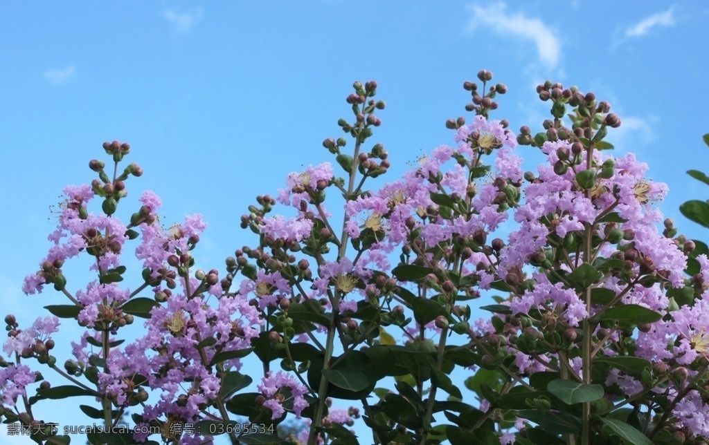 紫薇花 紫薇 蓝天 绿叶 紫色 花花世界 花草 生物世界