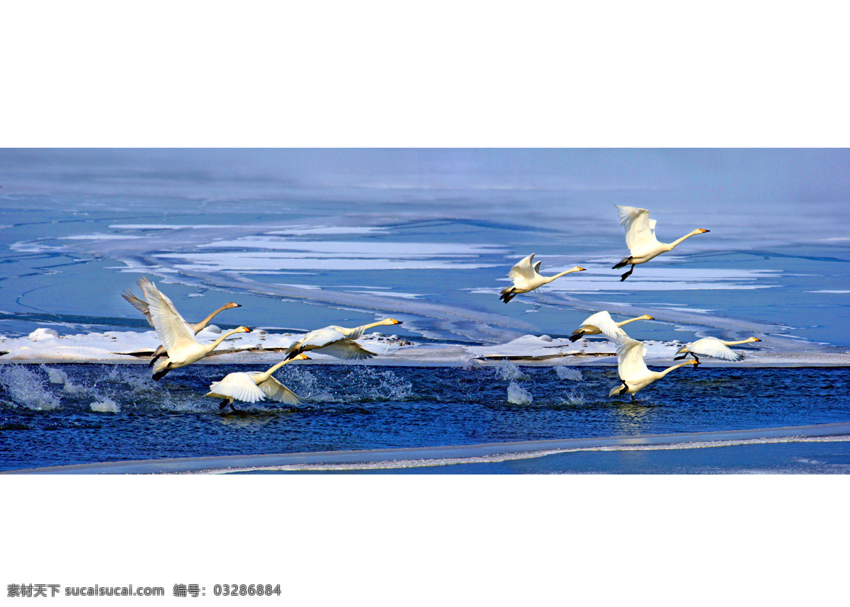 飞翔 天鹅 湖 新疆 风景 风光 新疆风光 山水风景 自然景观