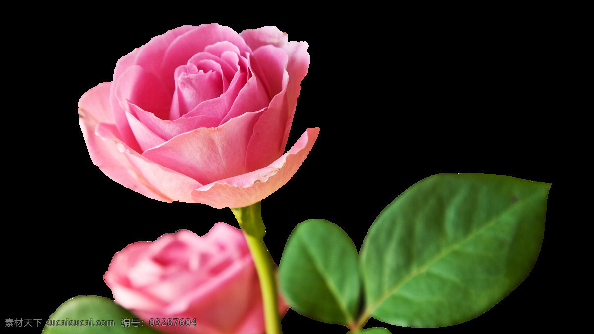 粉色 盛开 玫瑰 元素 png元素 爱情 绿色 免抠元素 透明素材 鲜花 叶子 约会