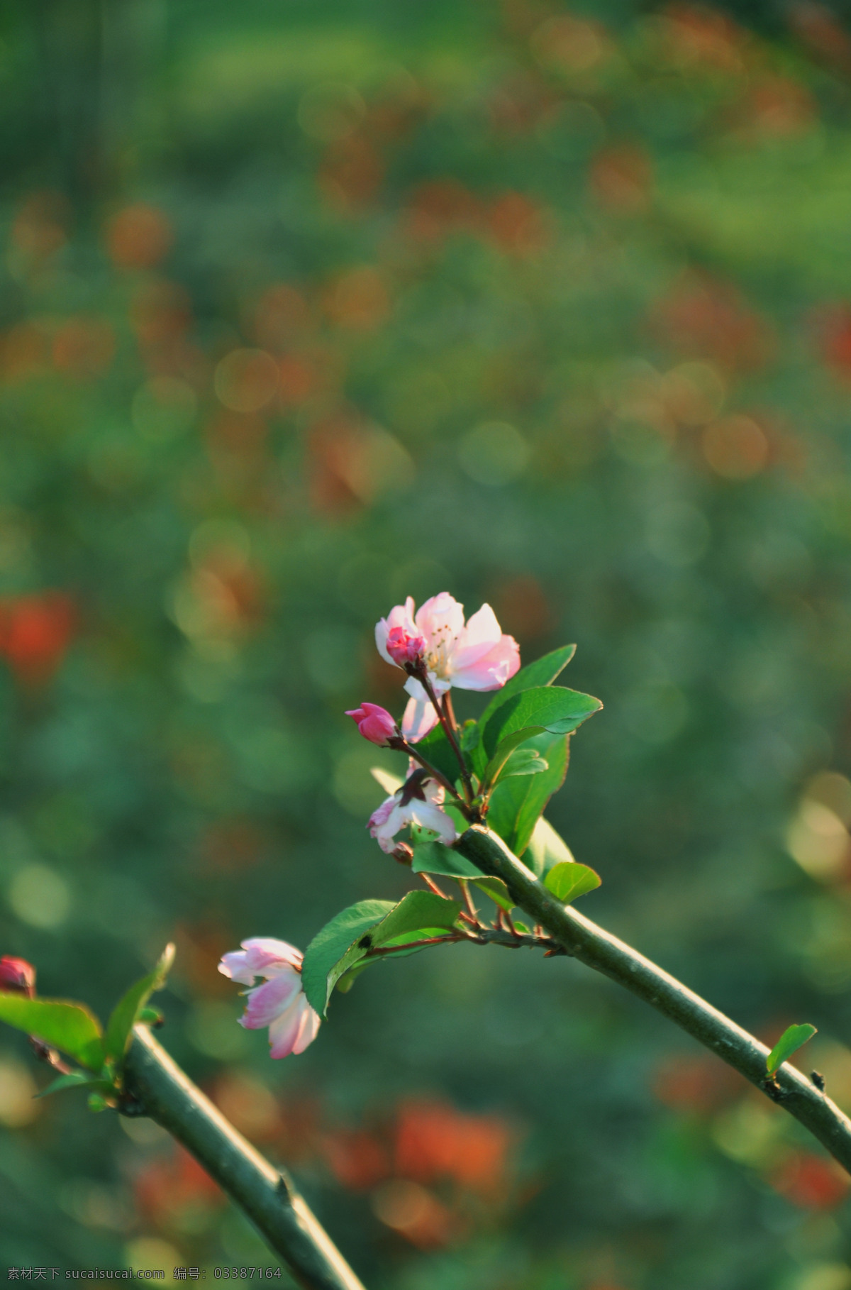 近 摄 微 距 花 味道 微距 近摄 园林初开的花 装饰素材 园林景观设计