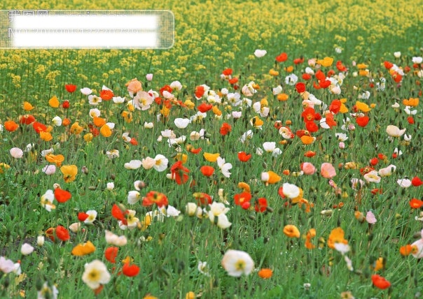 都市花丛 美丽 摄影图 摄影图库 生物世界 树木树叶 野花 都市花丛图片 都市 花丛 录 花从