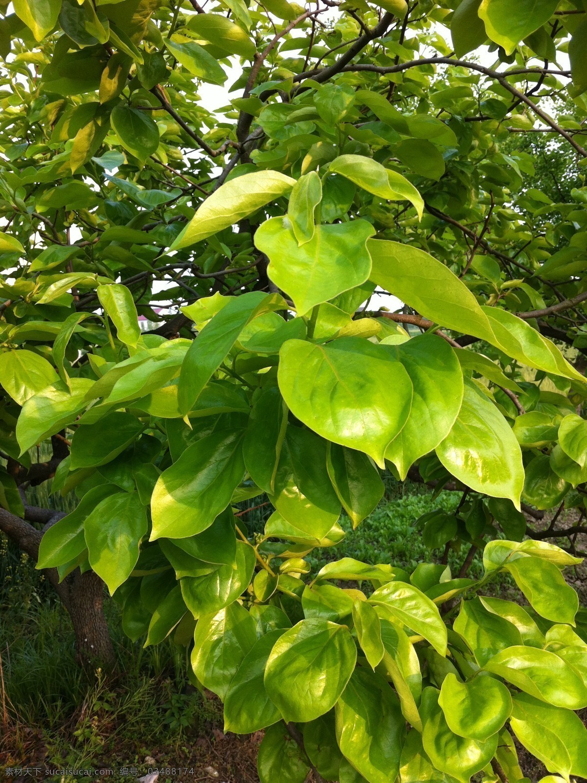 田园 柿子树 春天 绿叶 树枝 绿色 随手拍 生物世界 花草