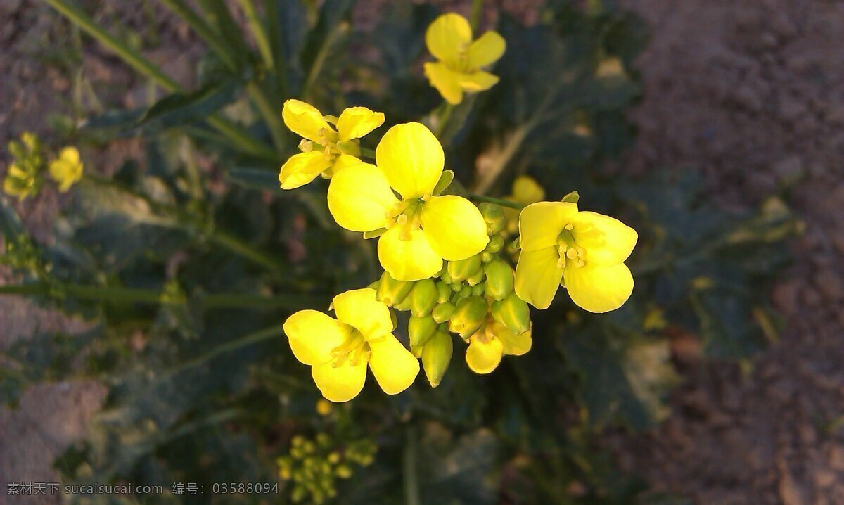 油菜花 春天 花草 花朵 黄色花朵 摄像 生物世界 菠菜花 psd源文件