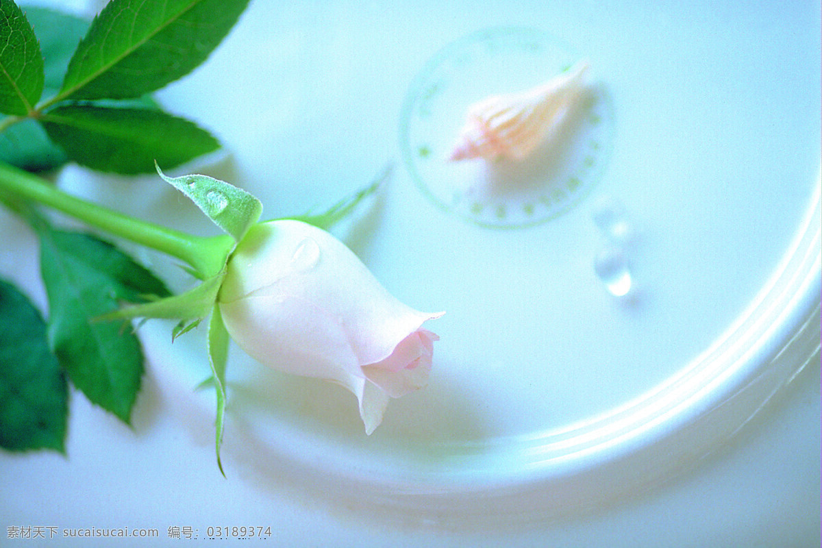 白色玫瑰花 朵 白色 玫瑰花 自然景观 自然风景 摄影图库