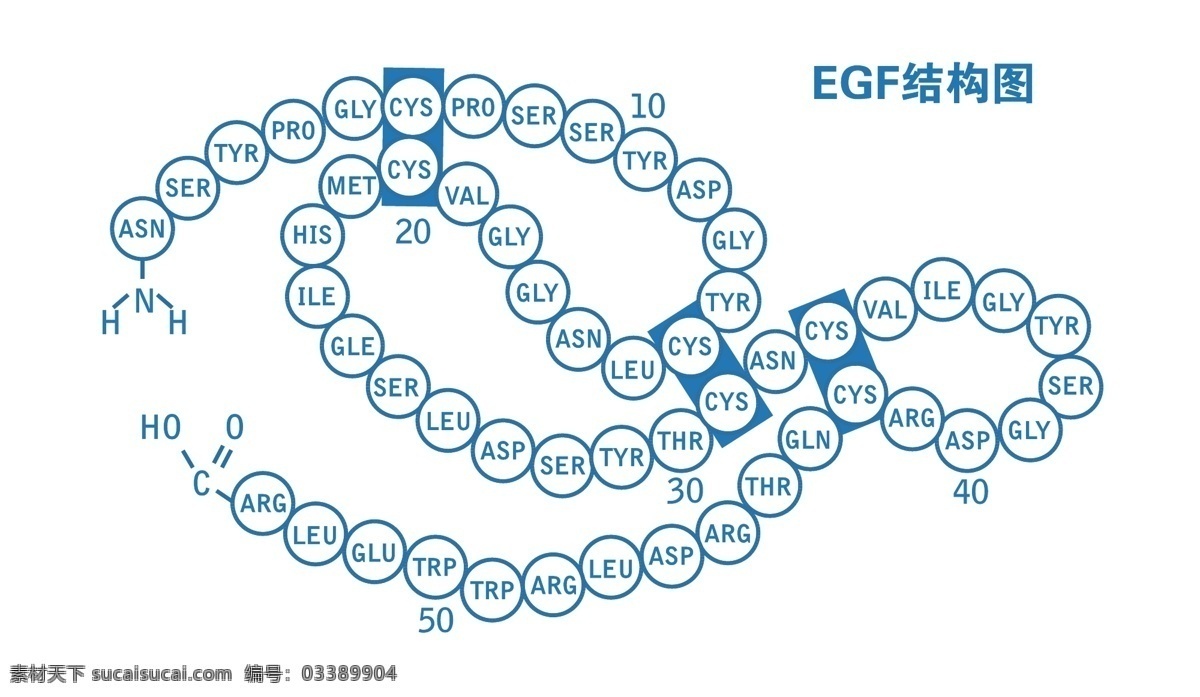 egf 结构图 egf图 分子图 元素图 年龄图 egf结构图