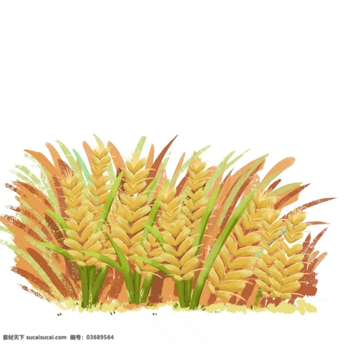 小满 麦穗 稻谷 原创 元素 麦子 节日 节气 装饰图案 小麦