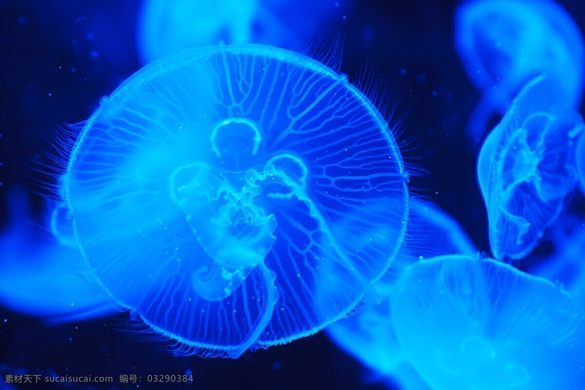 水母 海洋 深蓝色海水 海洋生物 海洋水母 生物世界