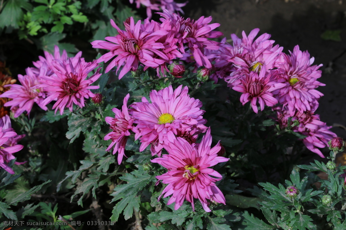 秋菊 观赏花卉 园艺 花卉素材 寿客 金英 黄华 陶菊 花卉 花儿 花草 花朵 花瓣 花蕊 菊菊花 生物世界