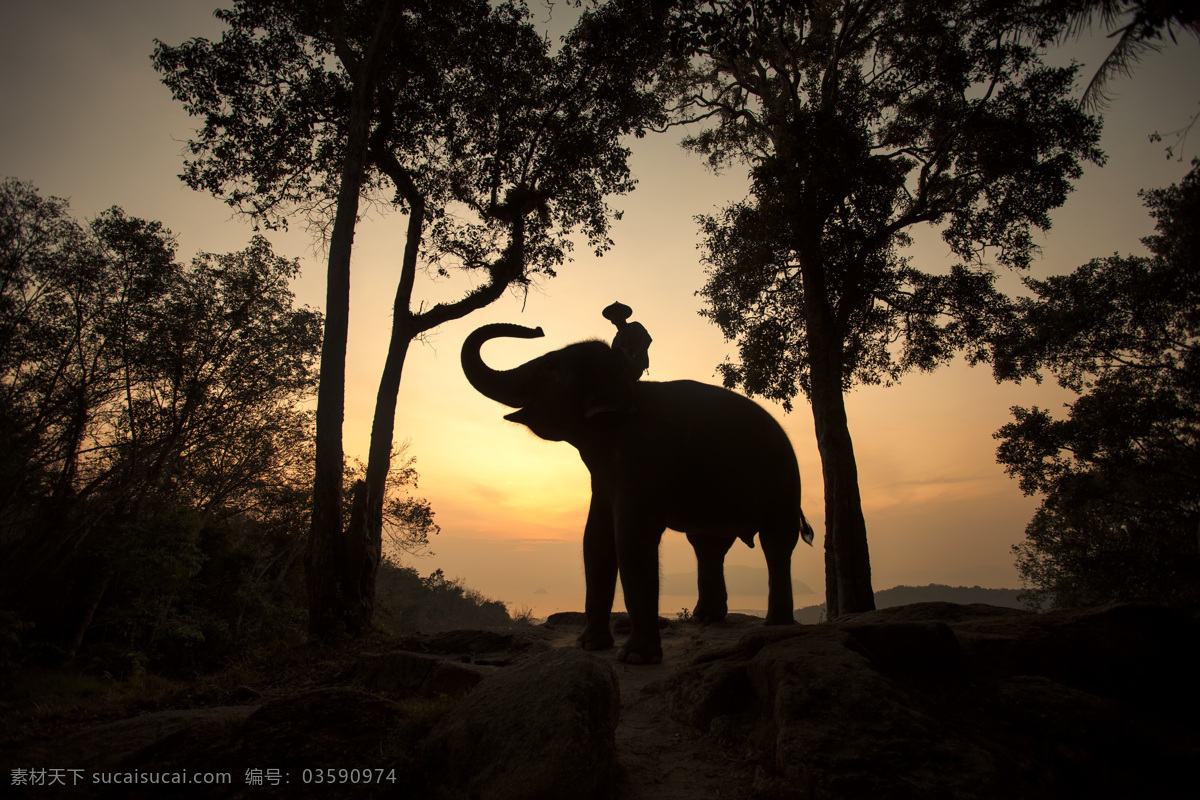 骑 大象 人物 剪影 骑大象的人 大象摄影 动物摄影 动物世界 陆地动物 生物世界