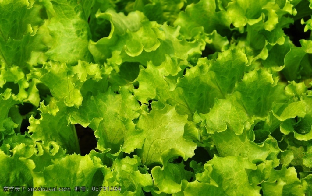 生菜 莴苣 蔬菜 新鲜蔬菜 健康蔬菜 蔬菜摄影 生物世界