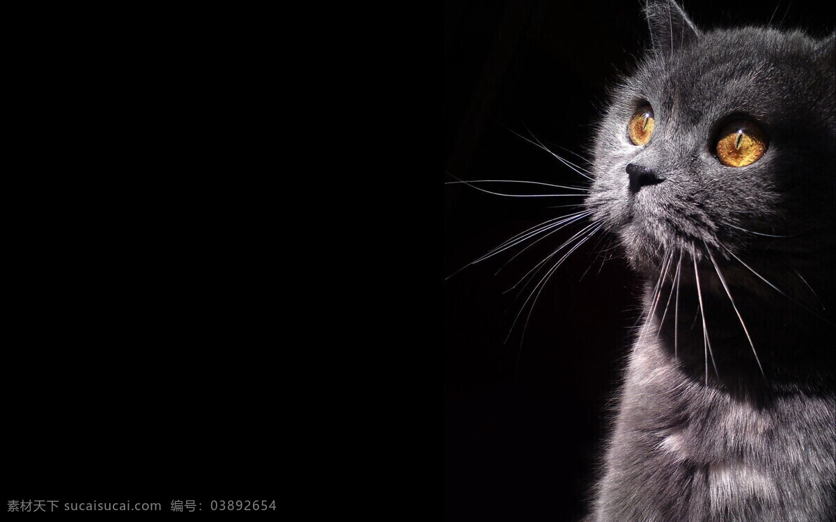 黑猫 黑暗 壁纸 猫咪 宠物 眼神 诡异 猫 饲养 家禽家畜 生物世界