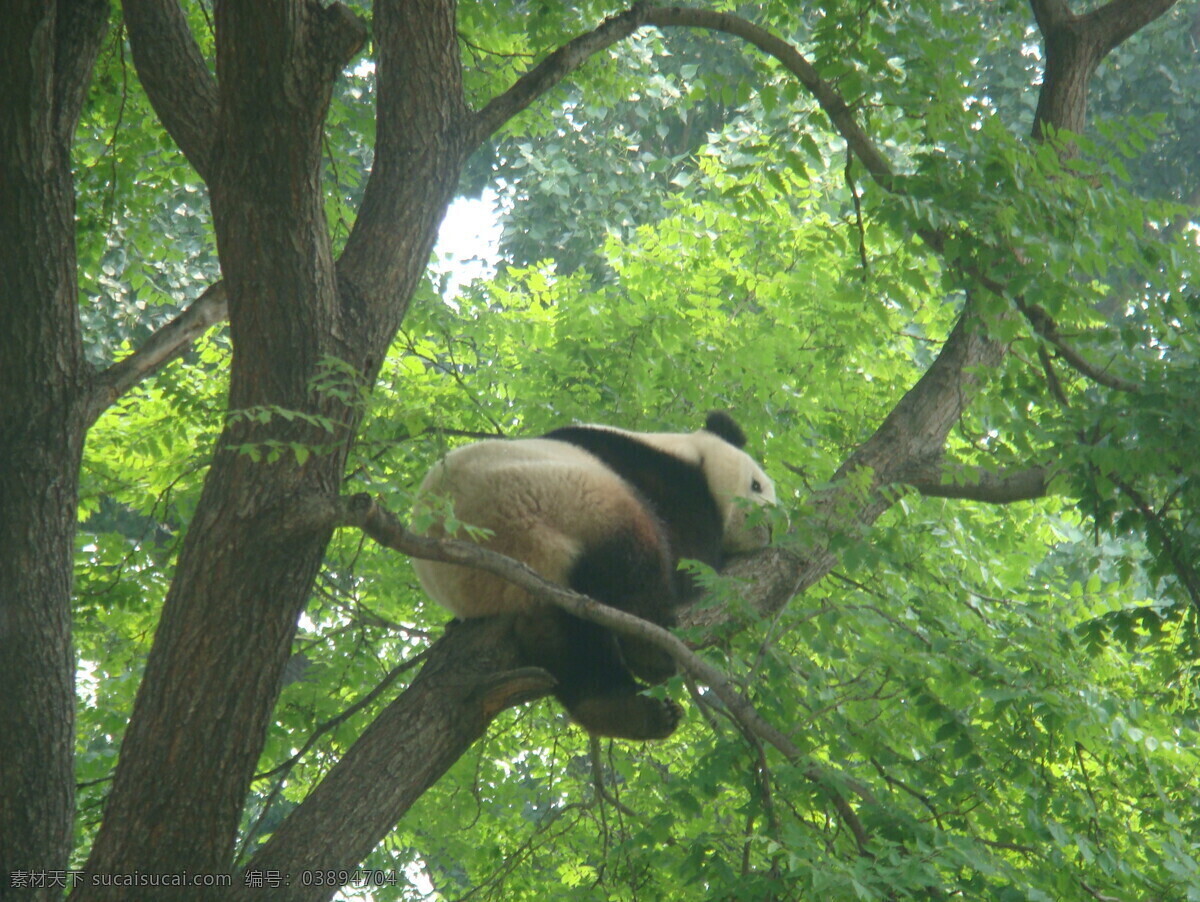 大熊猫 北京动物园 树上 爬树 夏季 生物世界 野生动物