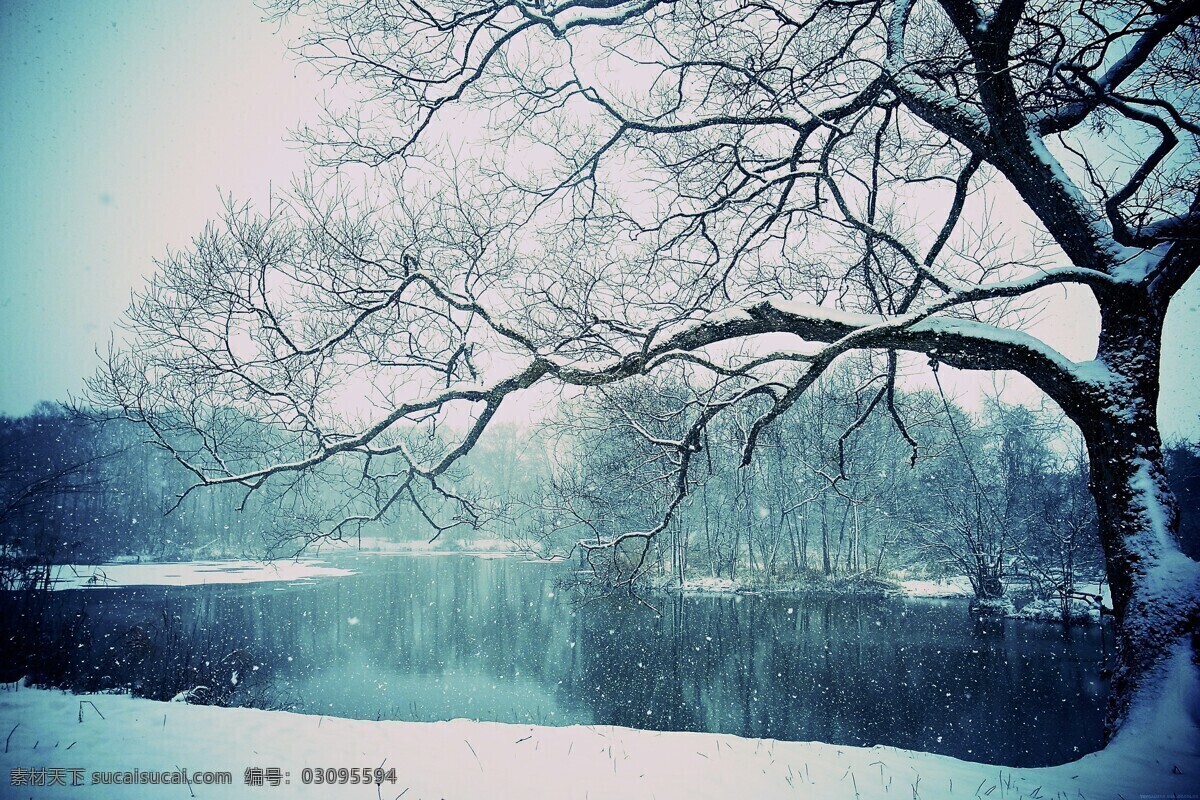 风景 美景 冬天 雪 树 自然景观 自然风景