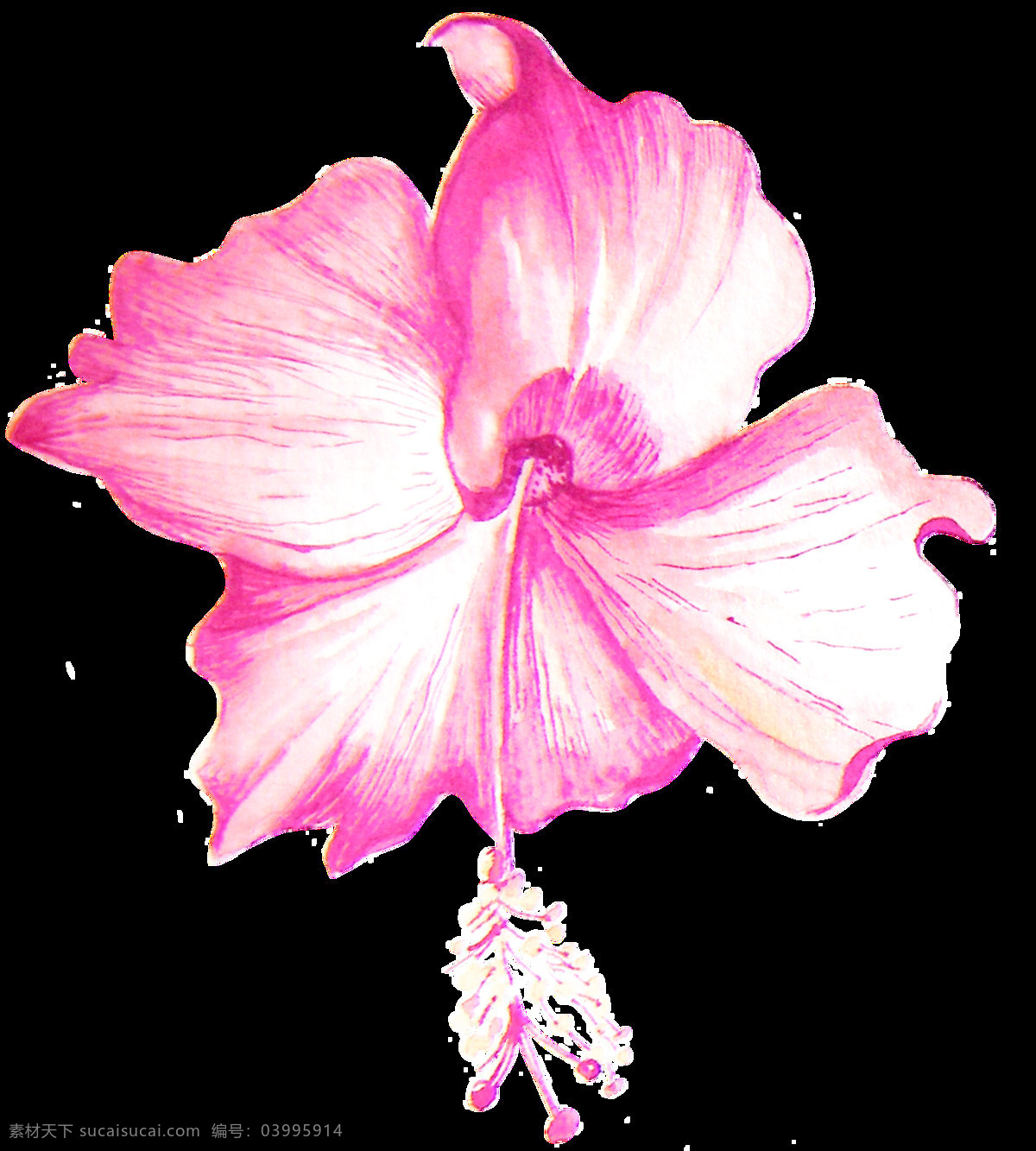 朵 粉红色 扶 桑花 透明 逼真 花瓣 免扣素材 手绘 水彩 透明素材 唯美 装饰图案