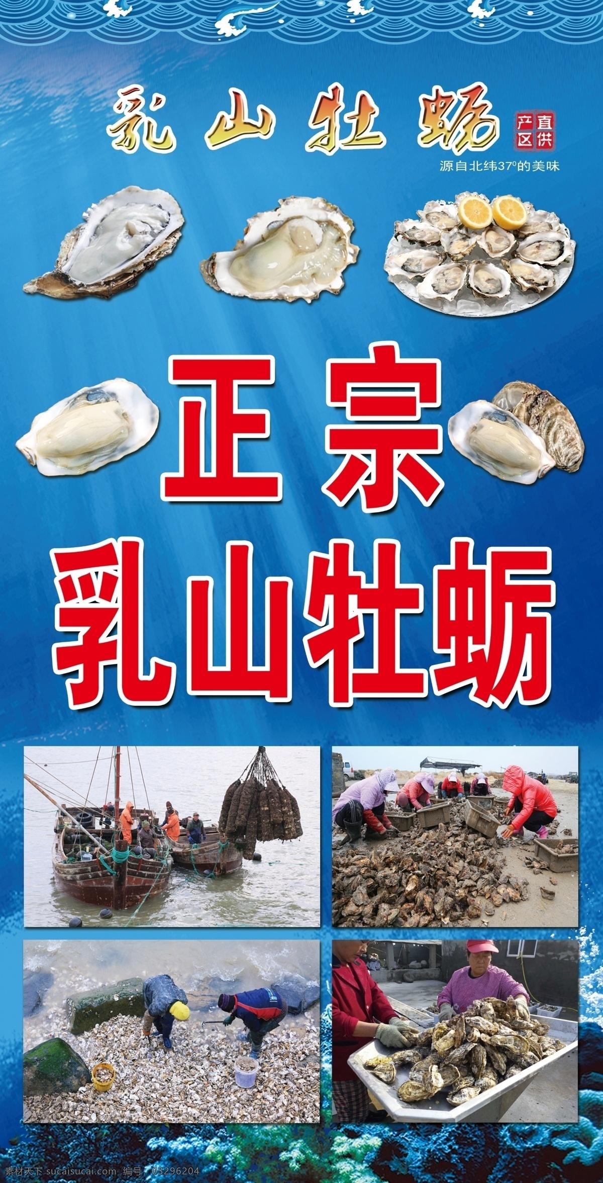 正宗乳山牡蛎 乳山 牡蛎 大海 海底 生蚝 展板 牡蛎生产地 分层
