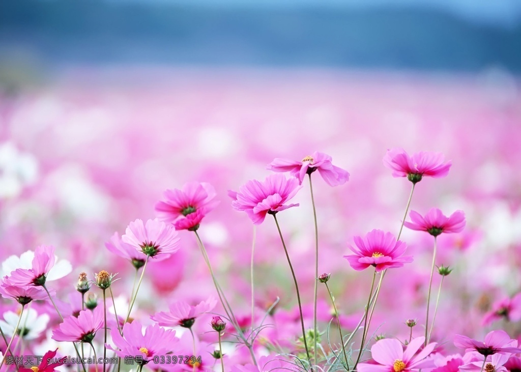 花草 花海 花束 鲜花 干花 花儿 假花 花朵 花蕊 草木 插花 花艺 园艺 景观 自然 花店 鲜花店 订花 花篮 求婚 爱情 唯美 清新 浪漫 花纹 桌面 背景 花朵背景 鲜花背景 花卉背景 花海背景 花草背景 花朵壁纸 鲜花壁纸 花卉壁纸 花海壁纸 花草壁纸 植物壁纸 电脑壁纸 手机壁纸 生物世界