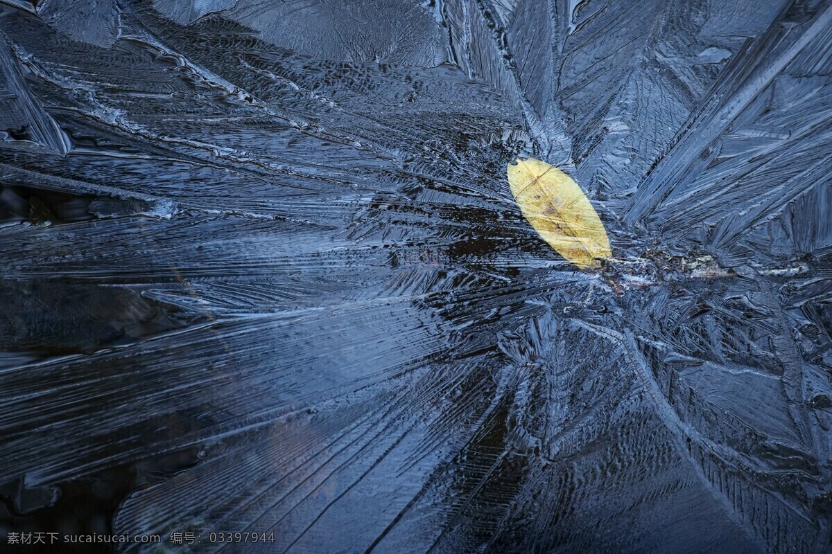 冰封的落叶 冰封 落叶 寒冷 结冰 树叶 摄影专辑 生活百科 生活素材