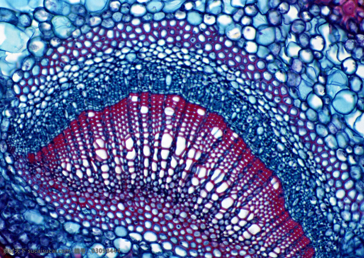 色彩 绚丽 细胞 结晶 细胞结晶图片 微观世界 细胞单元