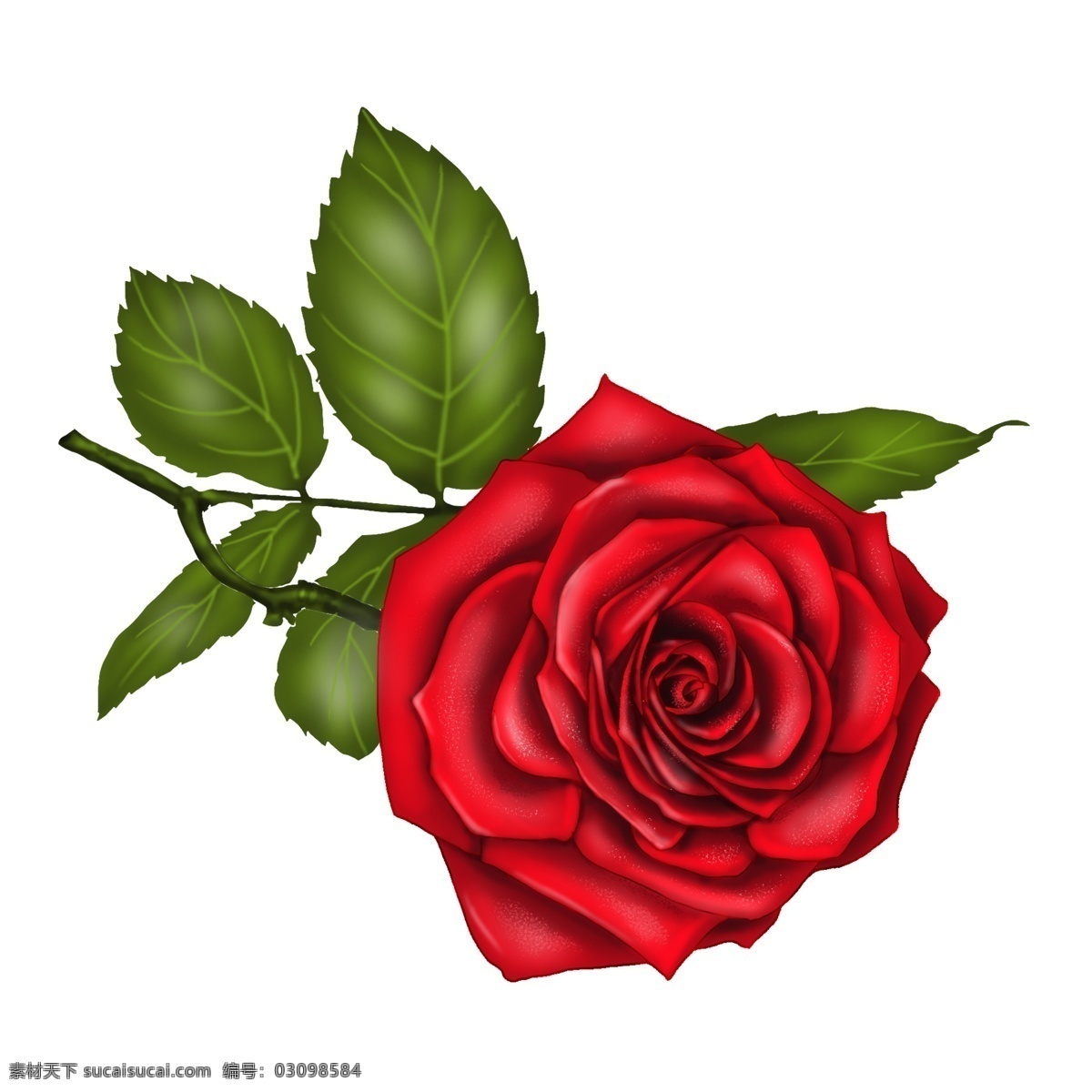绿叶 玫瑰花 花朵 红色 绿色 玫瑰 枝 红花 手绘