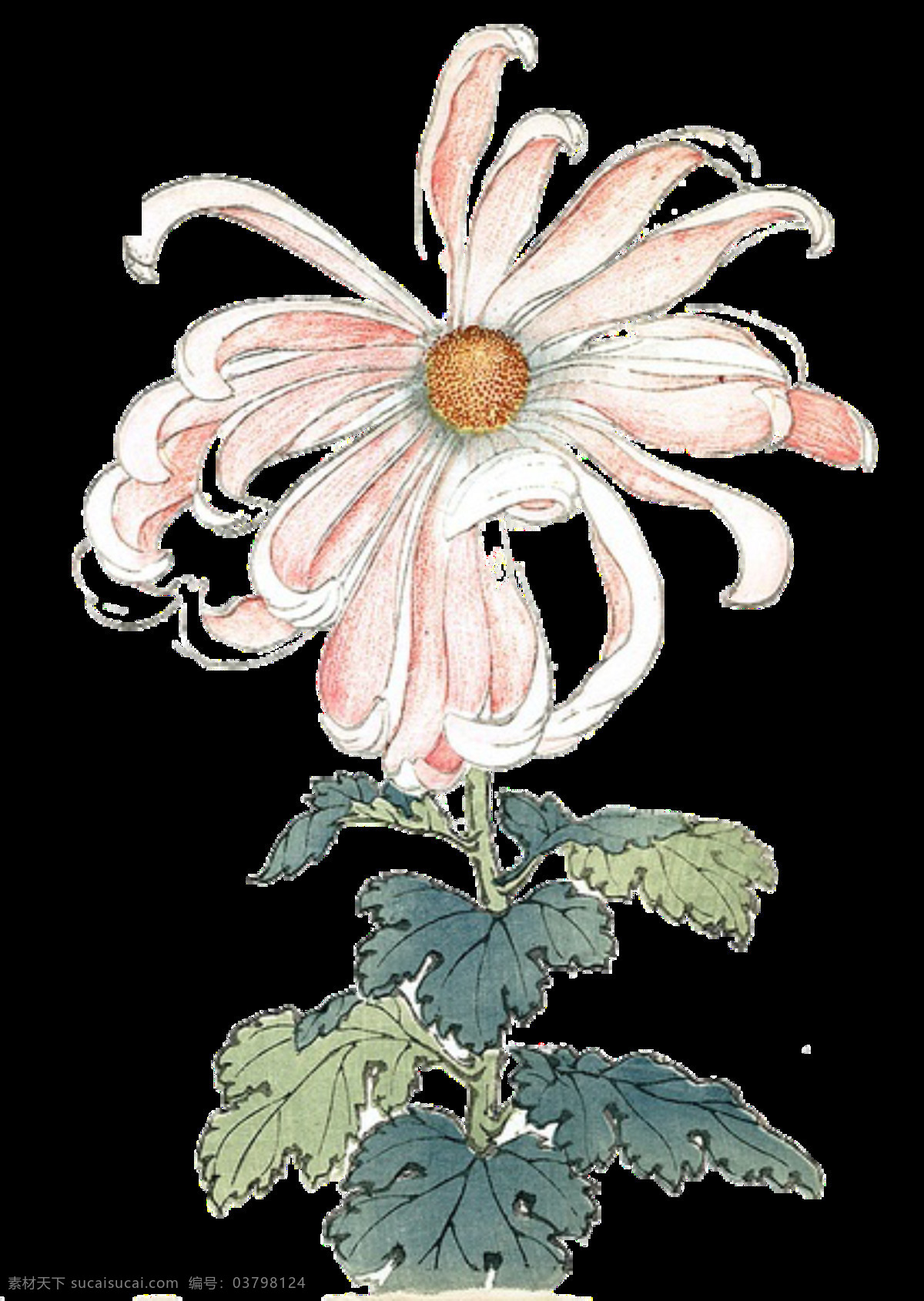 文艺 风格 手绘 菊花 装饰 元素 粉色花朵 黄色花蕊 叶子 植物 装饰元素