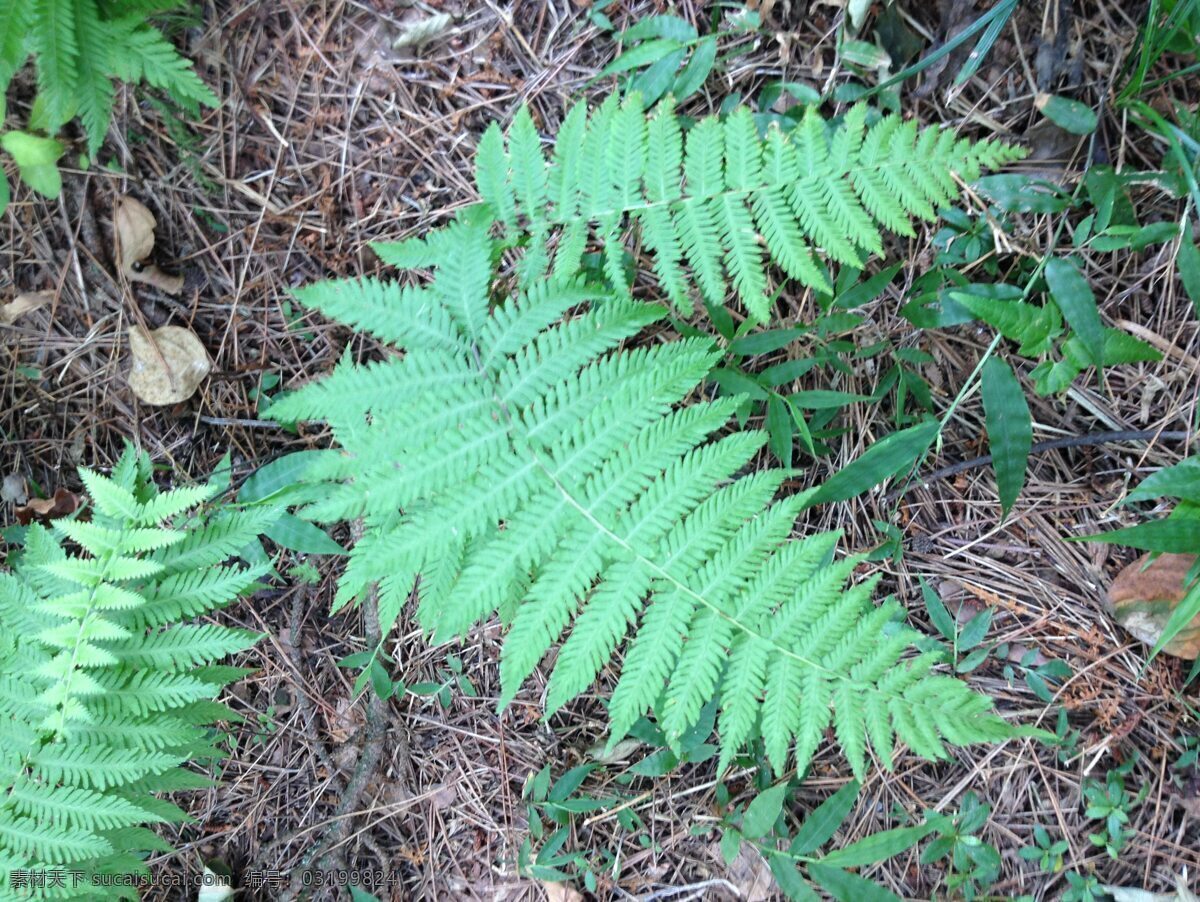 庐山 风景区 风光 九江 蕨类 狼尾蕨 植物 风景 国内旅游 旅游摄影