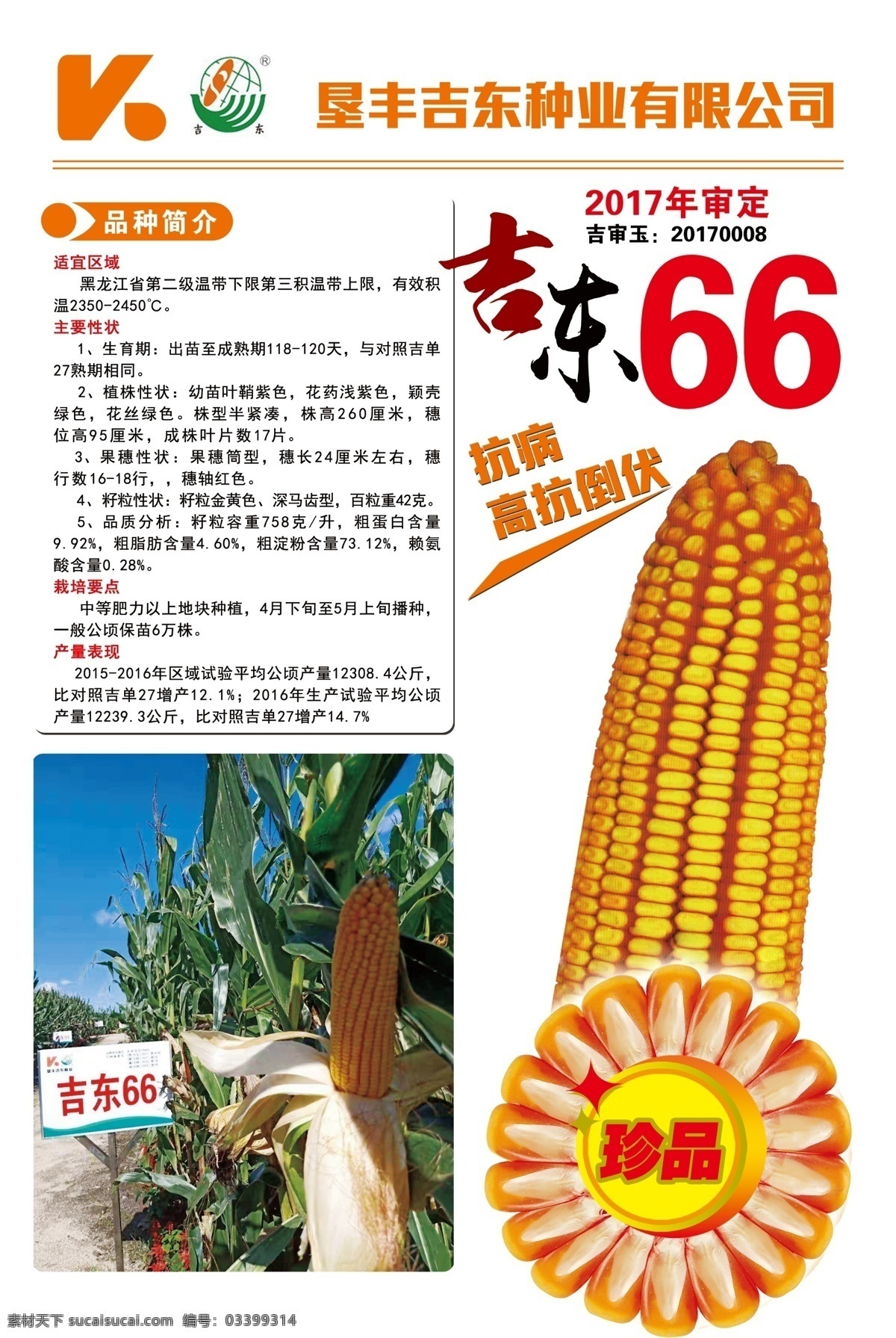 吉东66 玉米宣传单 吉东种业 玉米种子 吉东玉米海报 分层