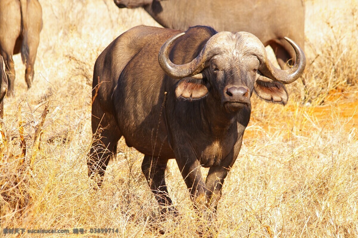 非洲水牛 水牛 非洲 野生 动物园 国家公园 动物 毛发 眼睛 牛角 草地 草原 生物世界 野生动物